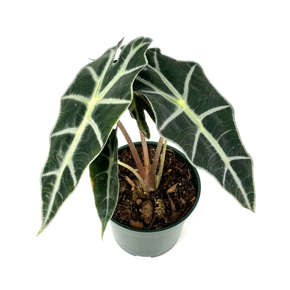 Dark Green, White Veins Alocasia Polly African Mask Live Plants in 4 Inch Pot, Stunning Large Leaves, Easy Care, Tropical