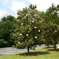thumbnail image 3 of Brighter Blooms - Little Gem Magnolia Tree, 4-5 ft. - No Shipping To AK, AZ, HI, OR, 3 of 4