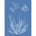 thumbnail image 2 of Vision Studio 25x32 White Modern Wood Framed Museum Art Print Titled - Seaweed Cyanotype I, 2 of 4