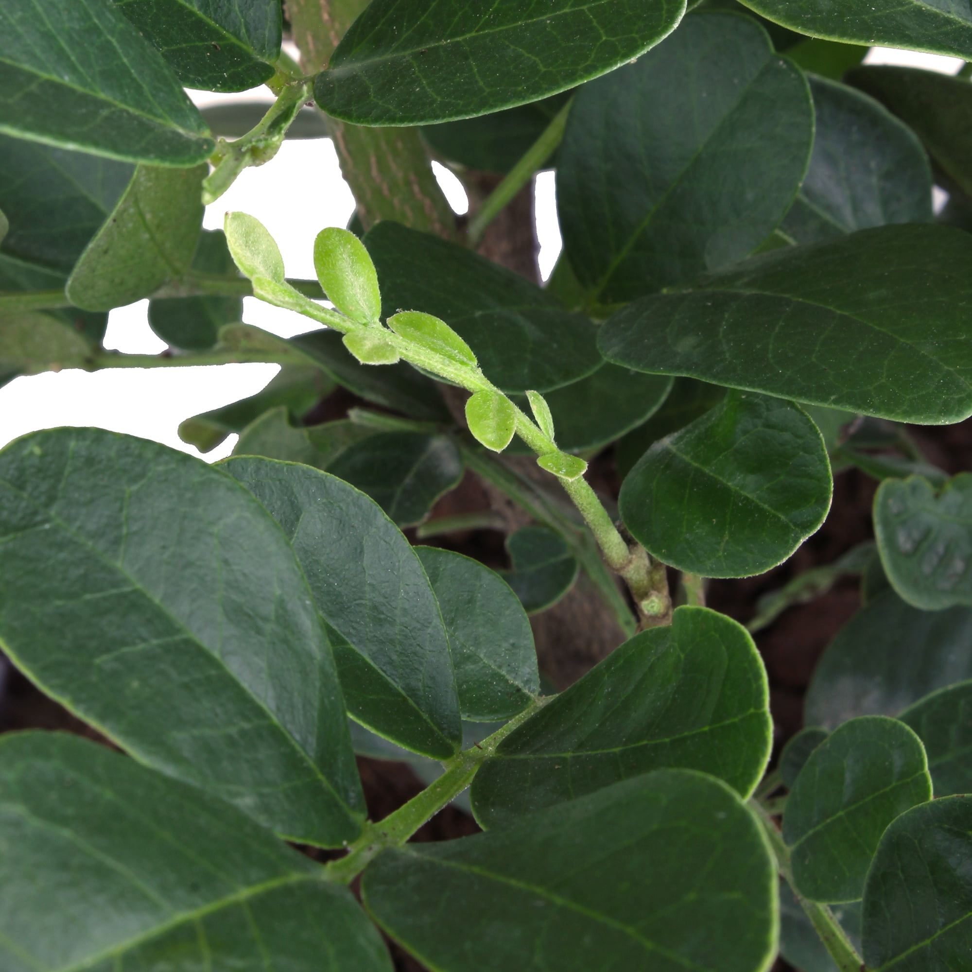 Lone Star Growers Texas Mountain Laurel (Sophora), Outdoor Plants & Evergreen Shrubs, 2 Gal. Pot