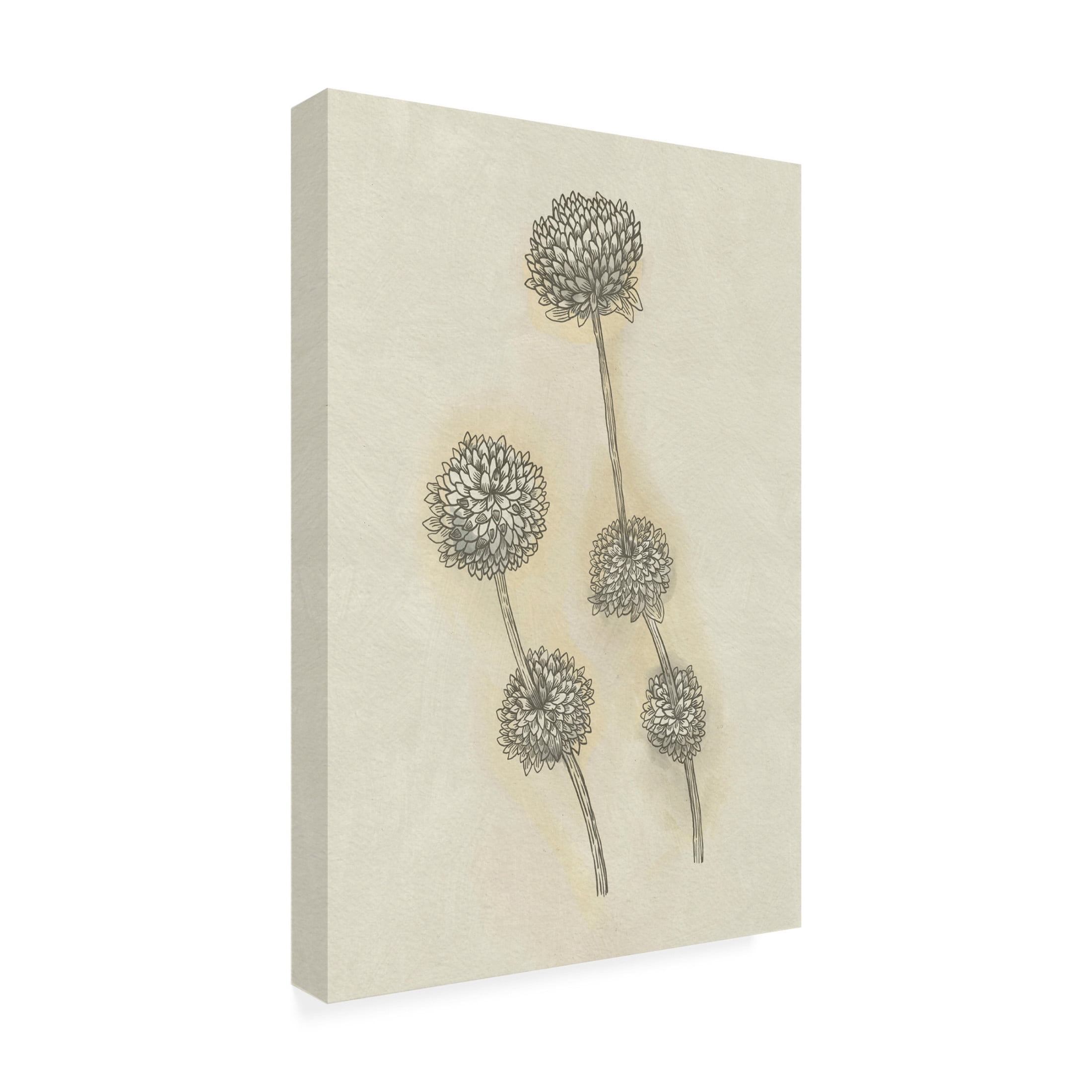 Trademark Fine Art Katie O'Shea  Seed Pods Study II Canvas Wall Art