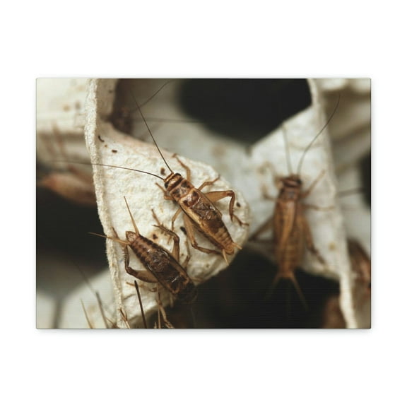 Cricket Couple Cricket Troop Print Animal Wall Art Wildlife Canvas Prints Wall Art Ready to Hang Unframed
