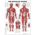 thumbnail image 1 of The Muscular System Anatomical Chart, 1 of 4
