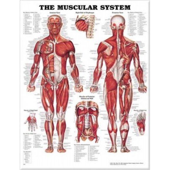 The Muscular System Anatomical Chart
