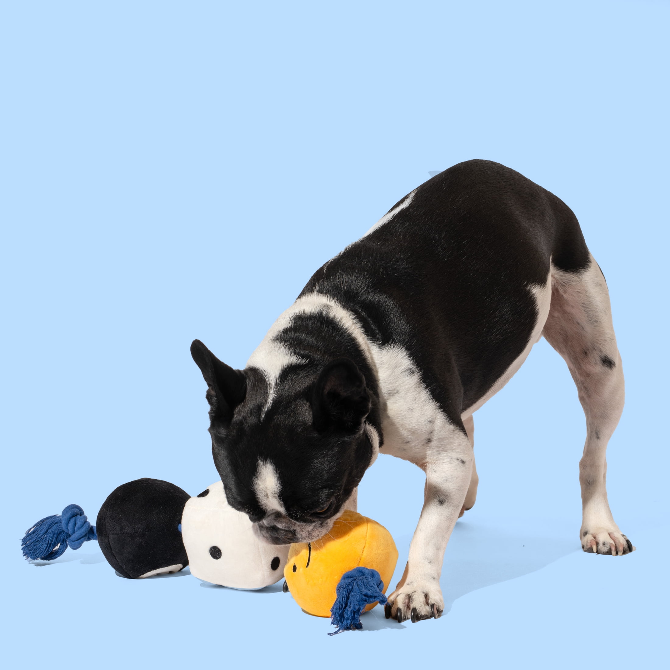 Oodles Durable Lucky and Fruit Plush Dog Toy Set, Multicolored, One Size