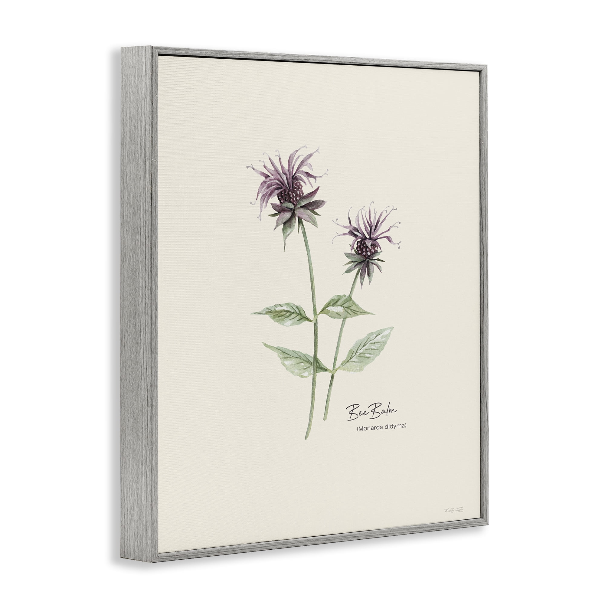 Stupell Industries Bee Balm Herb Botanical & Floral Painting Gray Framed Art Print Wall Art, 24 x 30