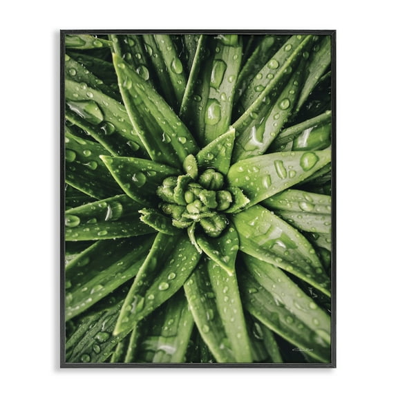 Stupell Industries Succulent in Rain Botanical & Floral Photography Black Framed Art Print Wall Art, 11 x 14
