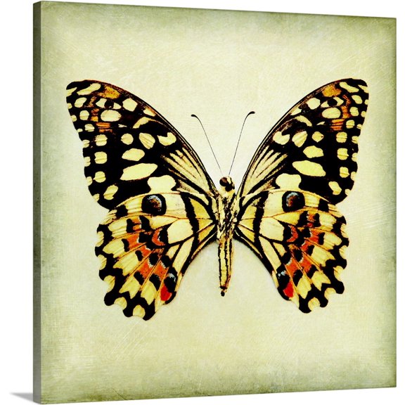 Great BIG Canvas | "Butterfly VI" Canvas Wall Art - 24x24