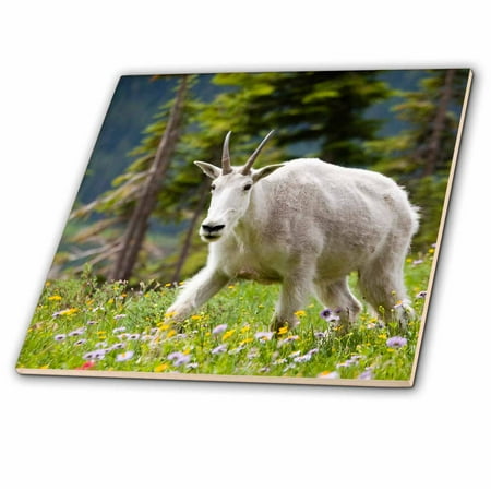 Goat Tile - 3dRose Montana, Glacier NP, Logan Pass, Mountain Goat - US27 JWI0105 - Jamie and Judy Wild - Ceramic Tile, 12-inch