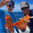 thumbnail image 5 of Glow Deep Drop Tilefish Rig, Excelente para la Pesca de Gota Profunda para Tilefish, Pargo de Agrupador, Plataforma de Pesca Inferior 6/0, 5 of 5
