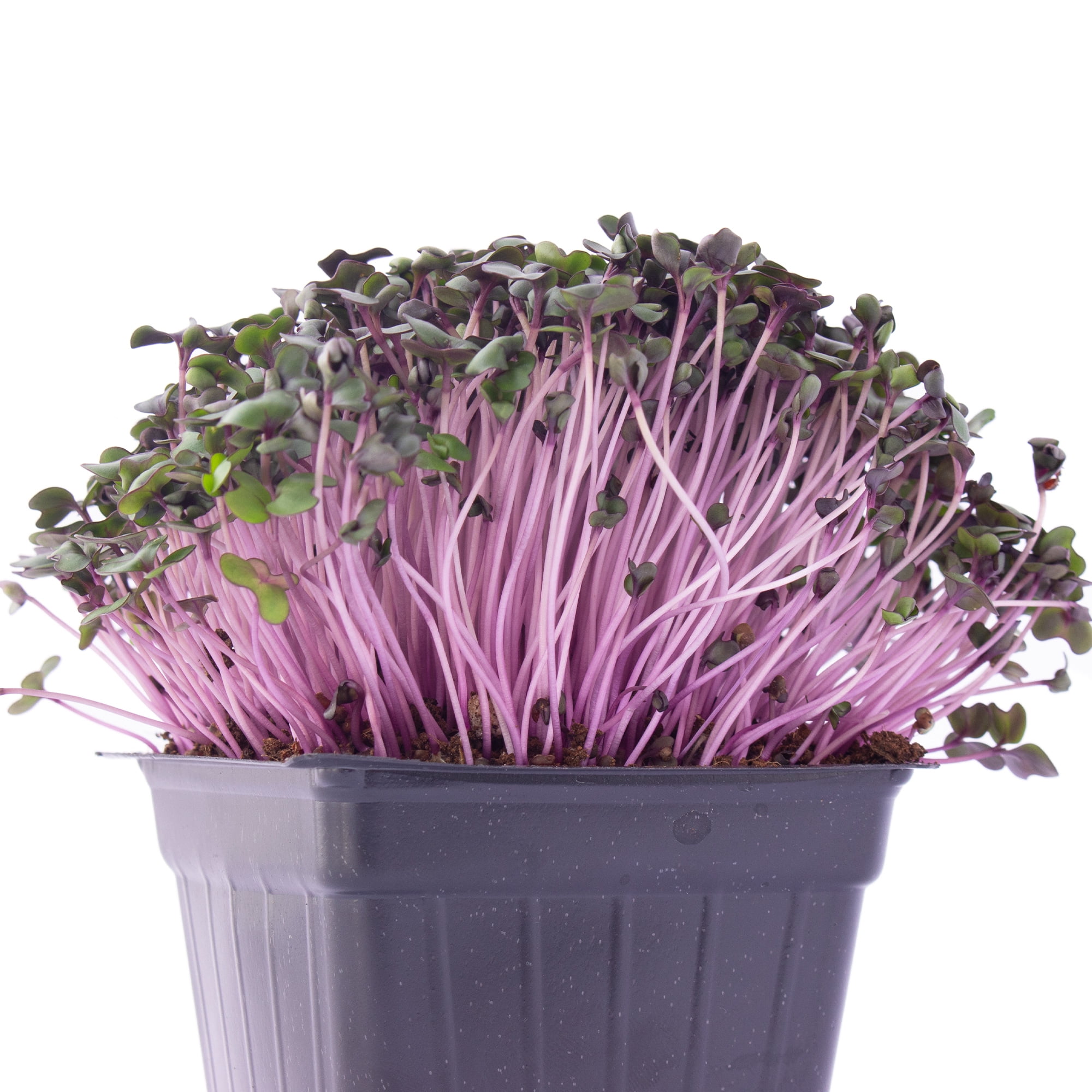 Red Cabbage Microgreens Seeds - 1 Lb ~108,800 Seeds - High Germination, Premium Non-GMO Seed for Growing Red Cabbage Micro Greens