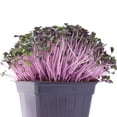 thumbnail image 3 of Red Cabbage Microgreens Seeds - 4 Oz ~27,200 Seeds - High Germination, Premium Non-GMO Seeds for Growing Red Cabbage Micro Greens, 3 of 5