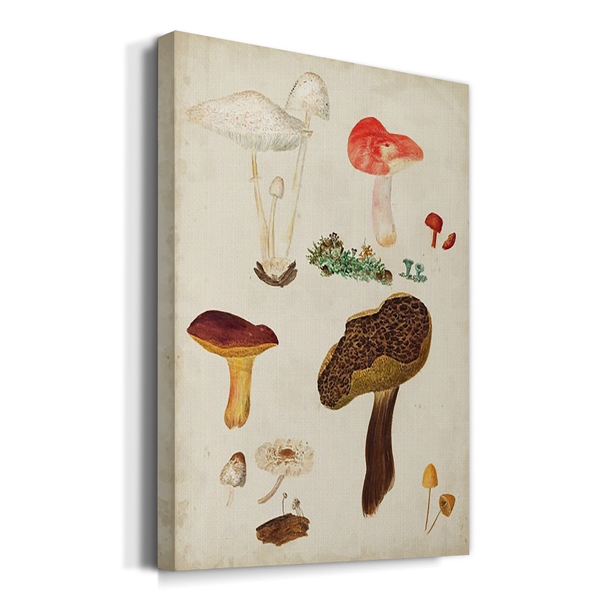 Mushroom Species XI Premium Gallery Wrapped Canvas - Ready to Hang