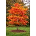 thumbnail image 2 of Sassafras Tree Plants for Growing (Sassafras albidum) – Hardy Native Deciduous Tree – Vibrant Fall Color – Ideal for Landscaping & Wildlife Gardens - Well Rooted Tree Seedlings (3 Trees), 2 of 6