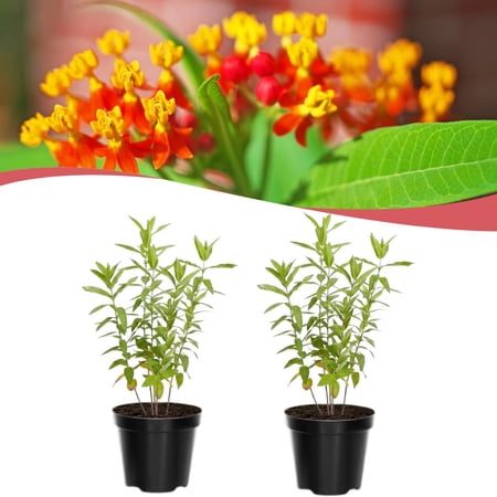 Set of 2 Live Milkweed Plants, Perennial Butterfly Milkweed Plants, Asclepias Tuberosa Plant, 5-8 Inch Tall for Indoor or Outdoor Planting (Red Milkweed)