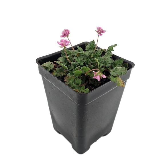 Double Pink Fairy Erodium - Cranesbill/Alpine Geranium -2.5" Pot - Fairy Garden