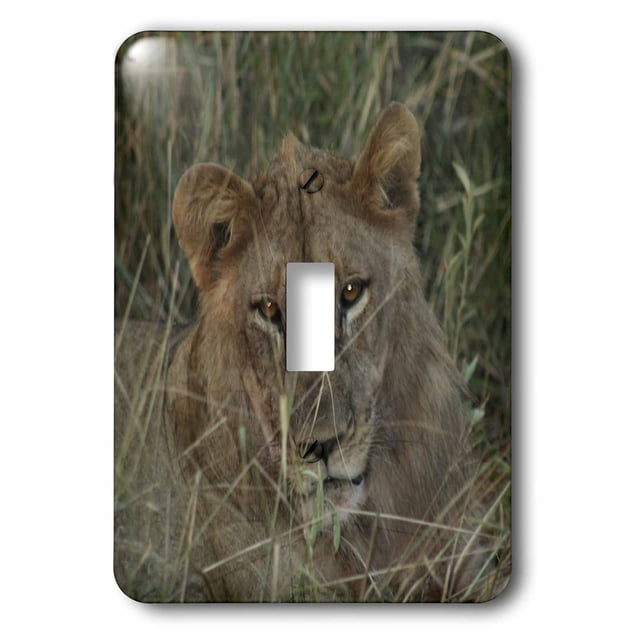 3Drose Light Switch Cover - France, Corsica, Ajaccio Library Photo Design, Metal