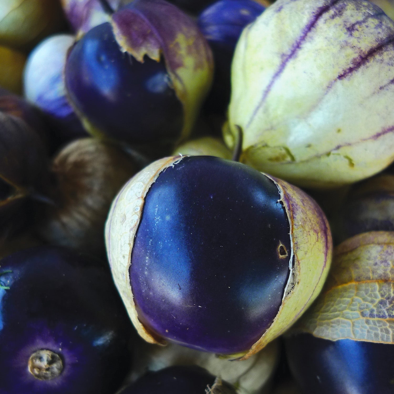 American Seed Tomatillo Purple Annual Vegetable Seeds Full Sun