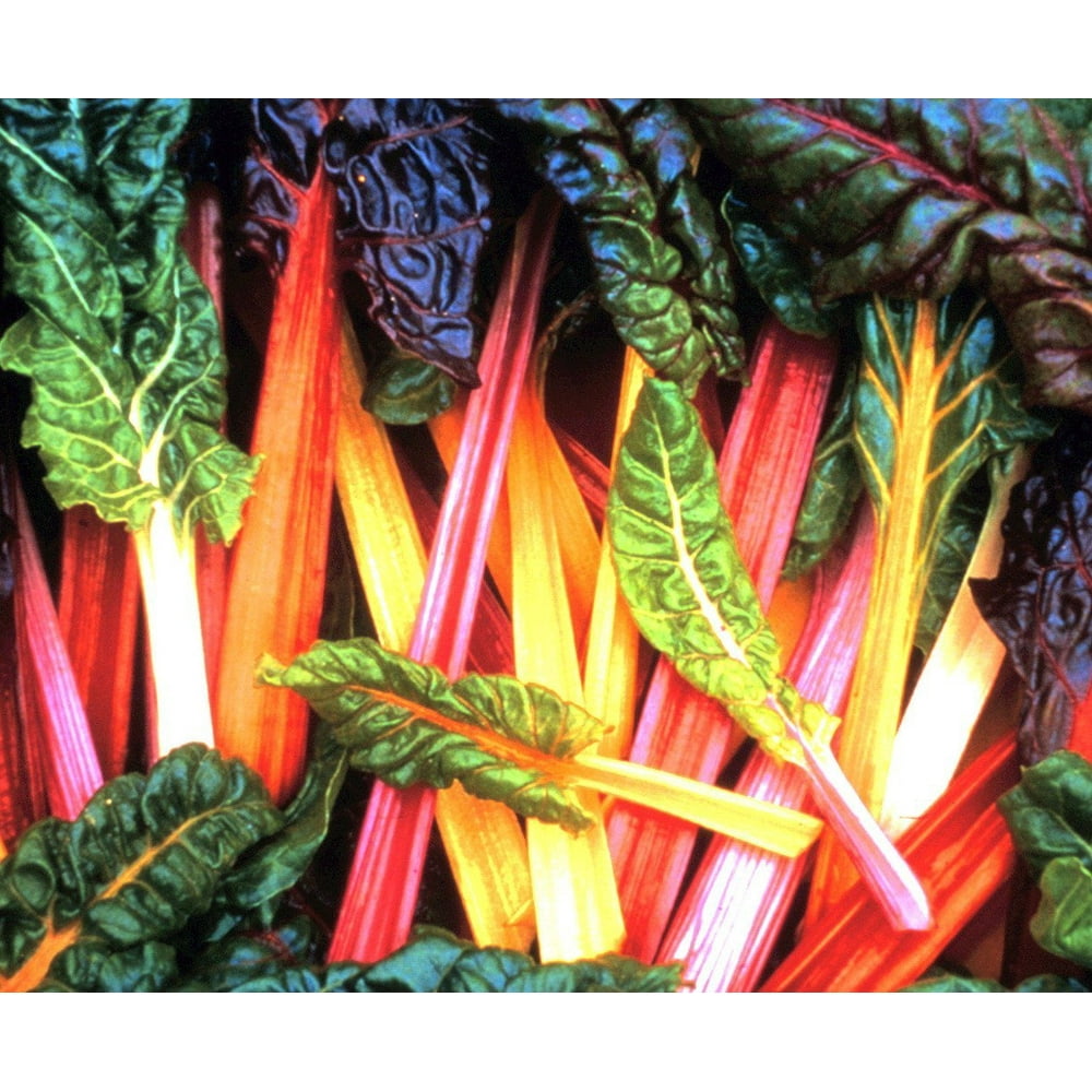 Bright Lights Rainbow Swiss Chard - Live Plants - 4" Pot - Walmart.com ...