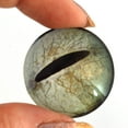 thumbnail image 2 of Javan Tree Frog Glass Eyes, 2 of 11