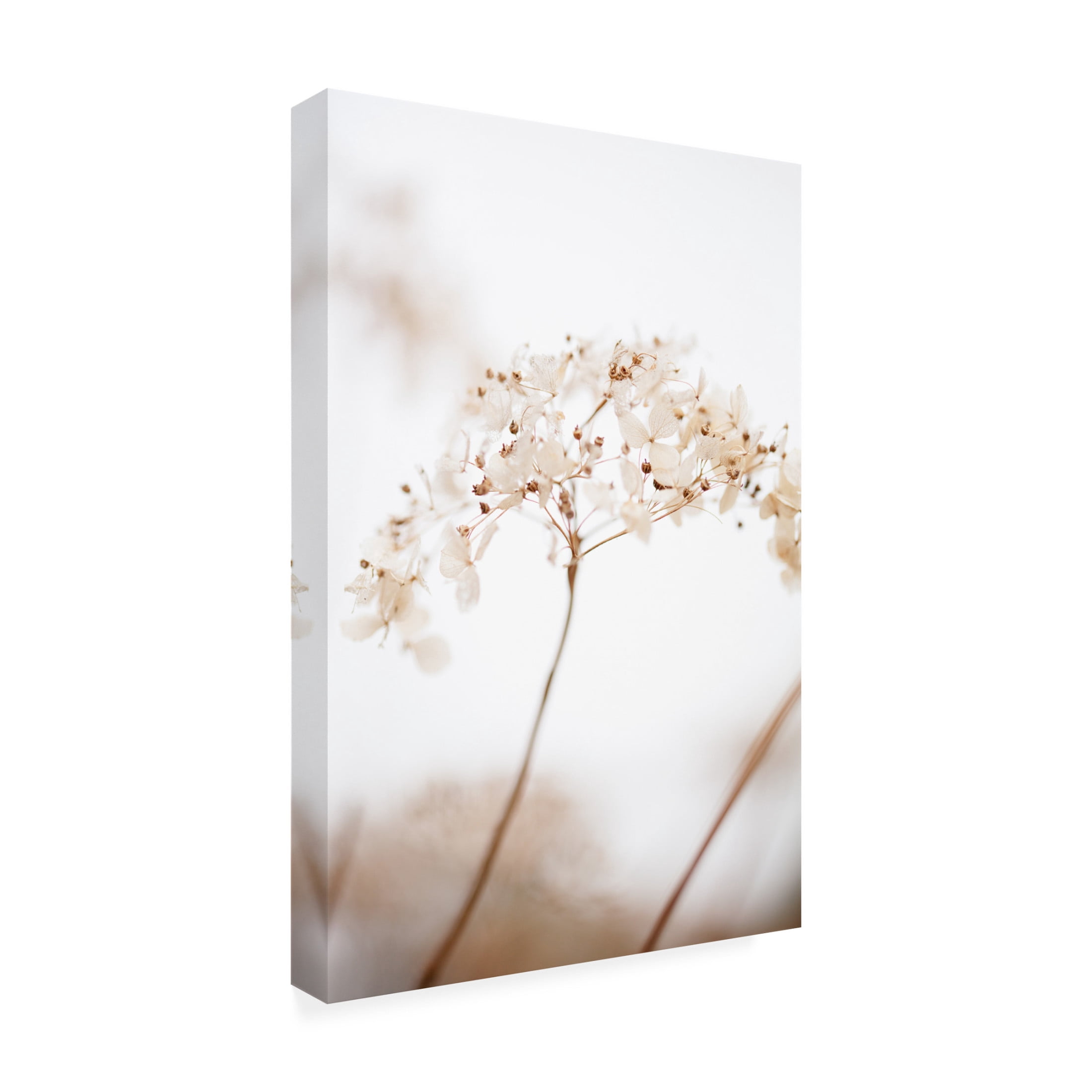 Trademark Fine Art Pictufy Studio Soft Dried Flower Brown Canvas Wall Art