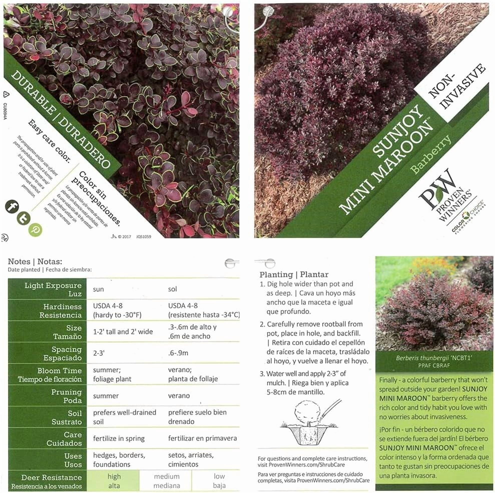 Proven Winners ColorChoice Mini Maroon Barberry Live Shrub ( 2 Gallon)