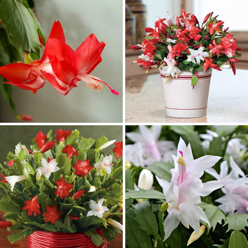 Mixed Thanksgiving Cactus Plants Live, 6 Inch Tall Holiday Succulents, Colorful Winter Bloomers for Indoor or Outdoor Pots