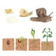 thumbnail image 1 of 8 Unids Niños Planta Soja Semillas de Crecimiento de Modelo Biología Enseñanza Ayudas, 1 of 9