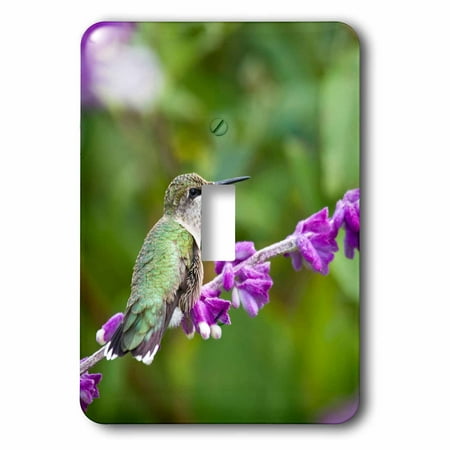 Mexican Bush - 3dRose Ruby-throated Hummingbird at Mexican Bush Sage, Marion Co. IL, Single Toggle Switch