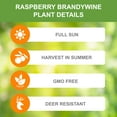 thumbnail image 3 of Garden State Bulb Brandywine Raspberry Bare Root for Planting, Non-GMO (Bag of 2) Spring Planting, 3 of 10