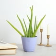 thumbnail image 2 of Live Aloe Vera Plant - Easy Care - 4" Decorative Pot Cover - Thorsen's Greenhouse, 2 of 5