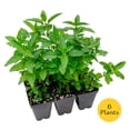 thumbnail image 5 of 6 Peppermint Plants – Fragrant Edible Perennial Herb for Fresh Tea, Cooking & Easy Growing in Containers, Herb Gardens & Outdoors (Mentha piperita L.) in 3.5” Cubes, Live Plants, 5 of 9