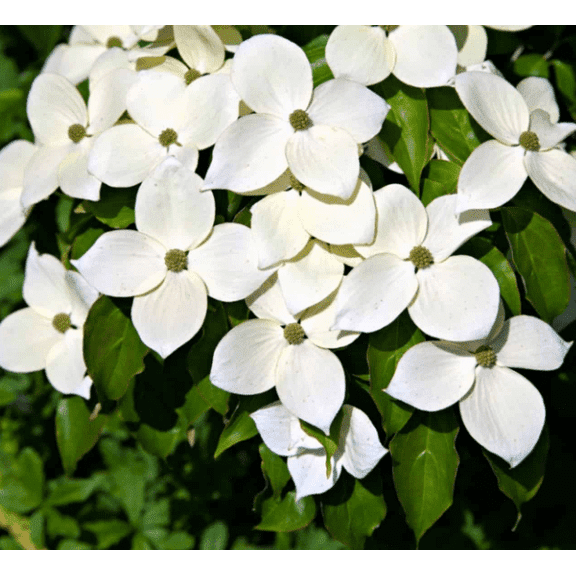 Kousa Dogwood Plant Live for Planting, White Flowing Dogwood Plant for Garden 6 to 12 Inch Tall in 4 Inch Pot