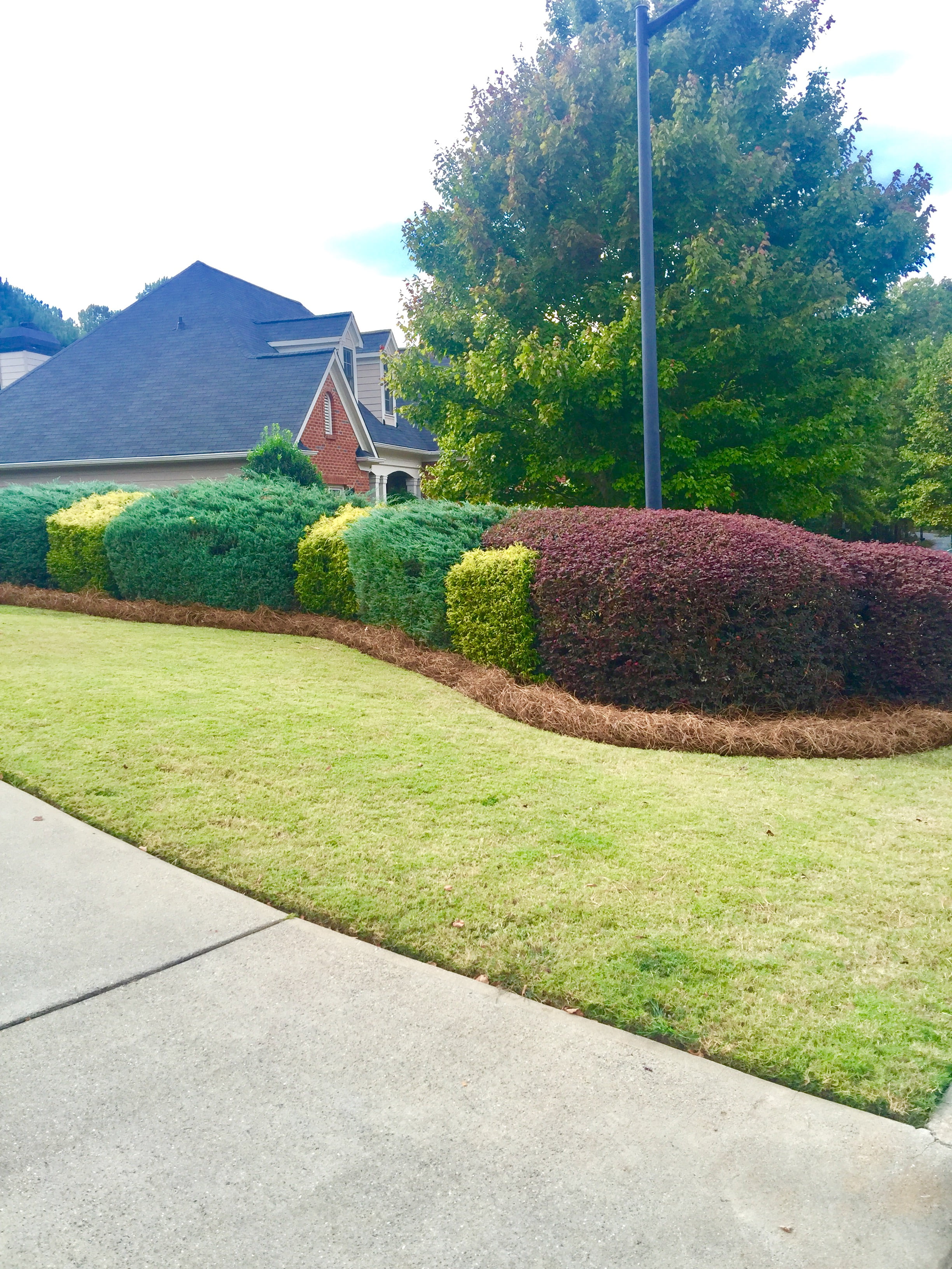 Premium Long Needle Pine Straw | Pine Needle Mulch | Covers 240 Sqft