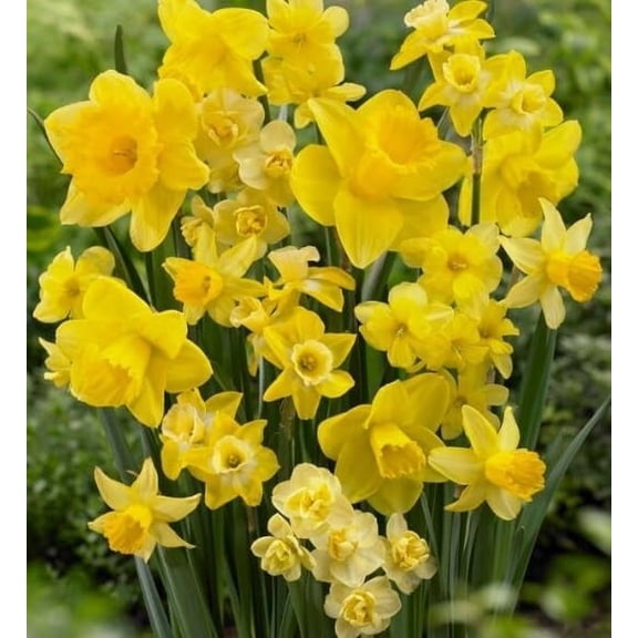 Amsterdam Daffodil Mix Beautiful Mix of Yellow Daffodils 5 Bulbs