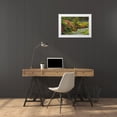 thumbnail image 3 of Grandmaison, Mike 24x17 White Modern Wood Framed Museum Art Print Titled - Canada, BC, Vancouver Blooming flowers, 3 of 4