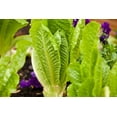 1200+ Romaine Lettuce Seeds NonGMO Vegetable Garden Seeds from USA