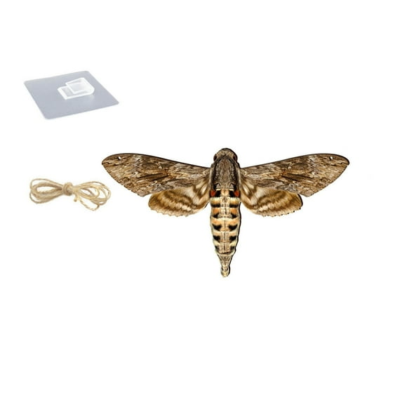 Hangs Clearance Moth Wooden Pendant Wall Sticker Living Room Bedroom Home Decoration Wooden Sign Listing on Sale Room Decor Grey
