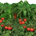 thumbnail image 3 of AeroGarden Salsa Garden Seed Pod Kit (6-Pod) 6-Pod, 3 of 5