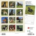 thumbnail image 2 of Staffordshire Bull Terriers 2024 Square (Other), 2 of 3
