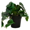 thumbnail image 4 of Planta Artificial Home Trends 25x20 cm Maceta Negra, 4 of 4