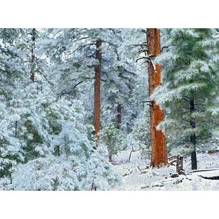Ponderosa Pine forest in snow Grand Canyon National Park Arizona Poster Print by Tim