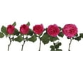 thumbnail image 4 of Bloomingmore Garden Rose Baronesse 36-Count Hot Pink Roses, Live Plants, 4 of 6