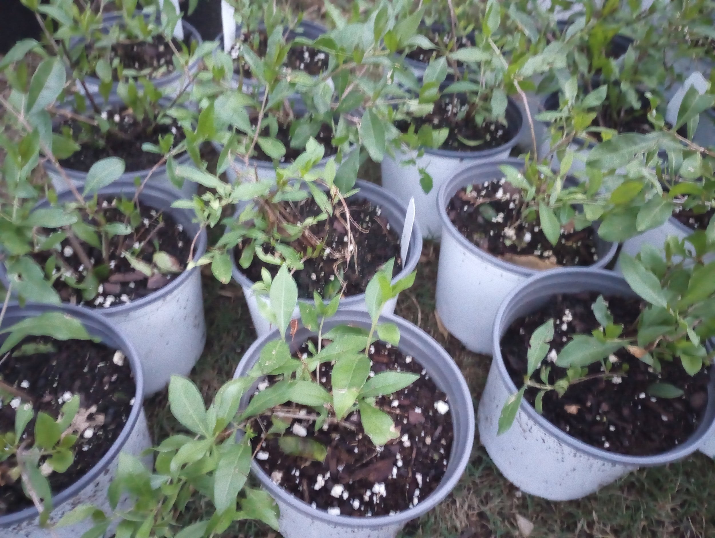 Henna / Marudhani / Mehendi Plant