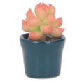 thumbnail image 2 of Suculentas artificiales para casa de muñecas alta simulación para evitar la decoloración maceta suculenta falsa en miniatura hermoso Color para decoración ANGGREK Otros, 2 of 8