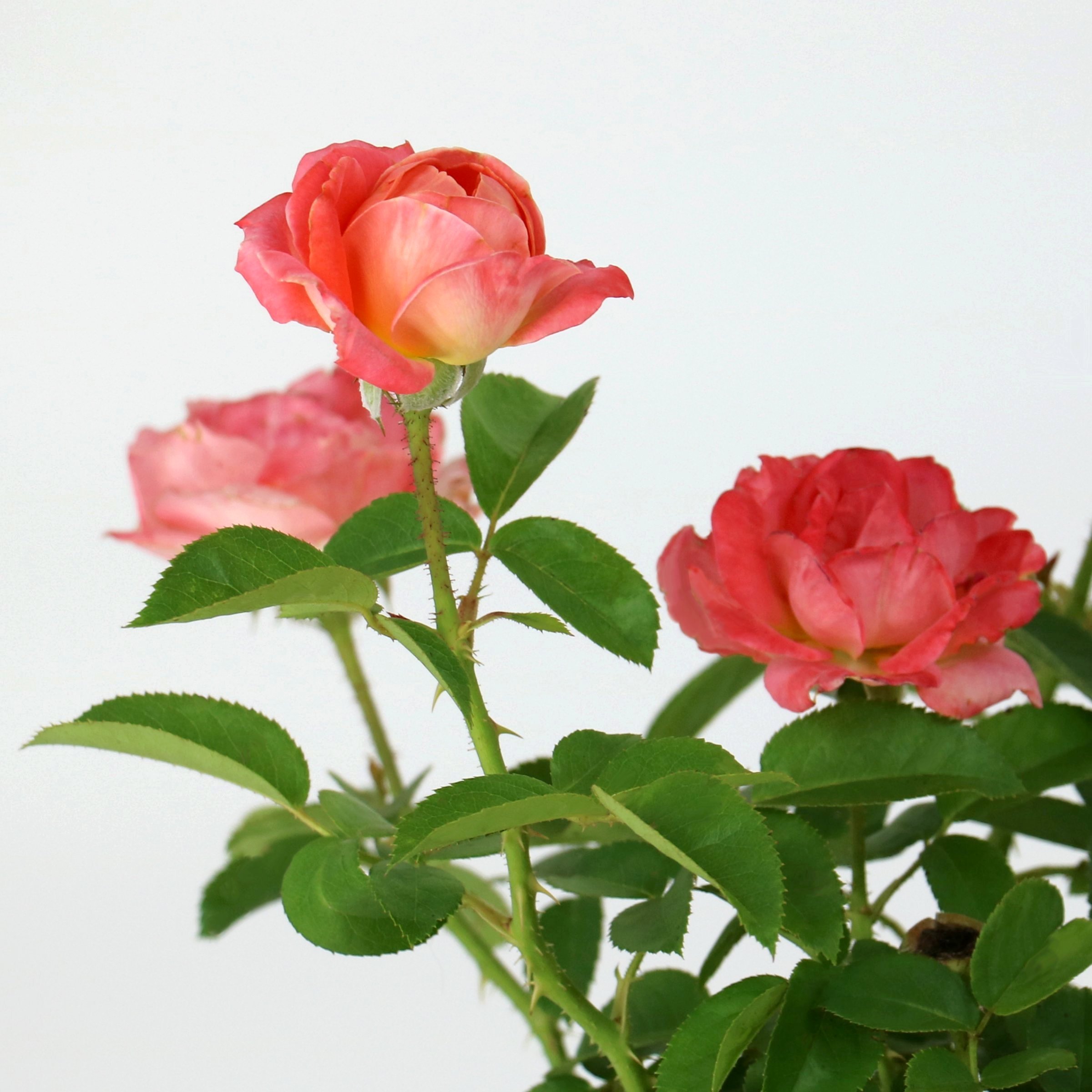 The Knock Out® Family of Roses 'The Orange Glow Knock Out® Rose' Live Shrub in 2-Gallon Grower Pot