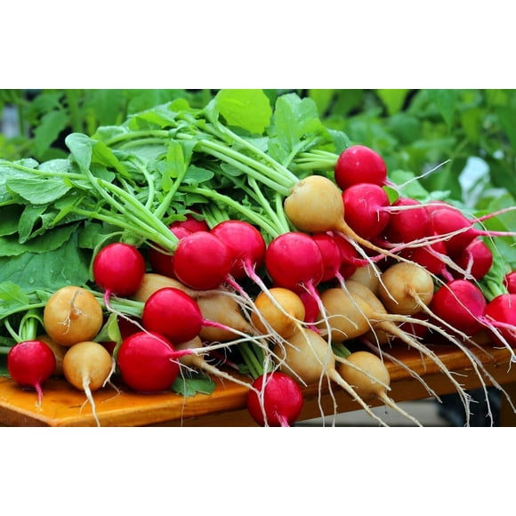 HJADGG Easter Egg Radish Seeds, Multicolour Mix Blend for Planting, 300 Seeds