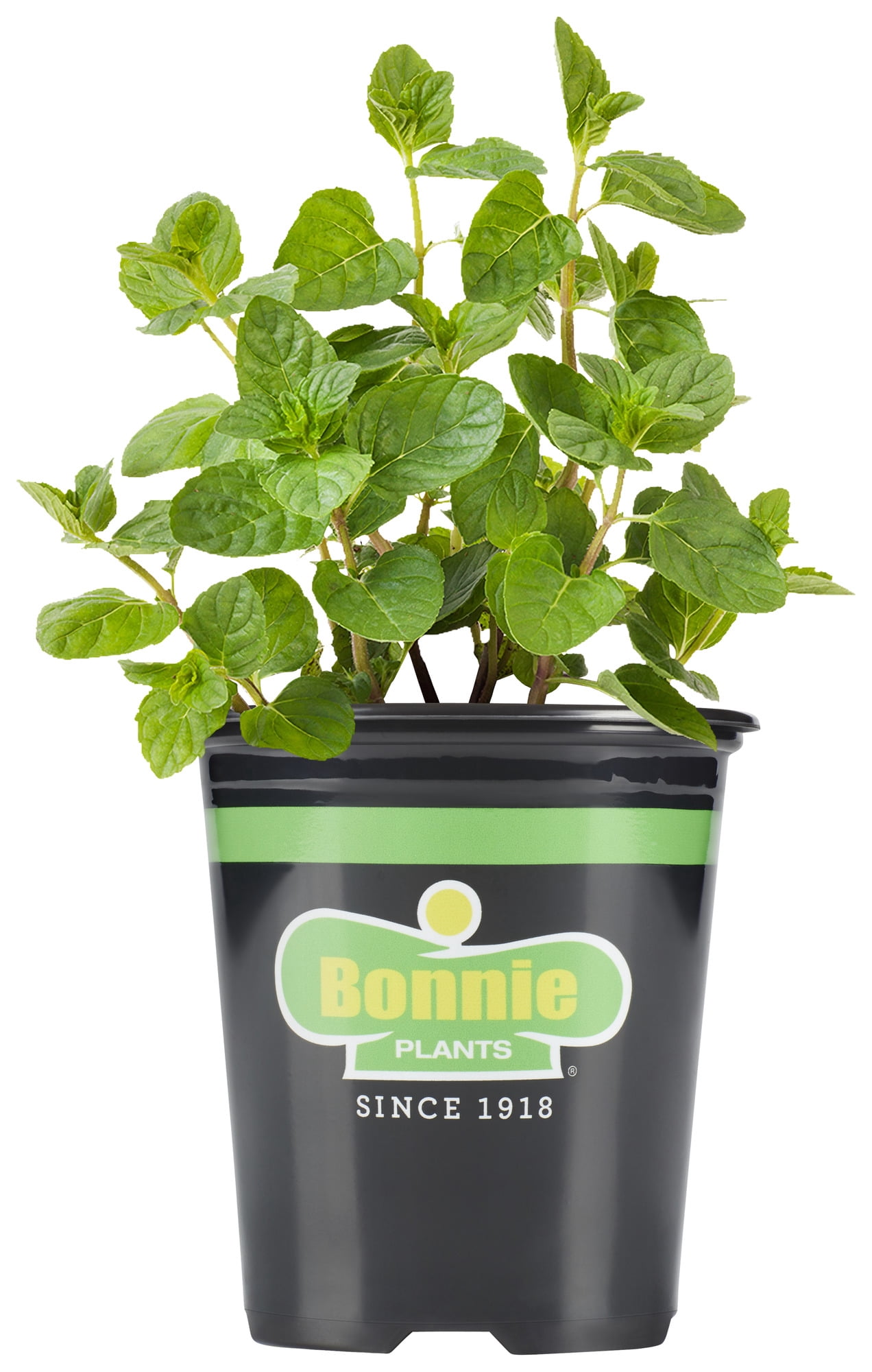 Bonnie Plants Spearmint 19.3 oz.
