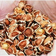 Private Label 25 Moringa Oleifera Drumstick Tree Plant Seeds