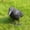 Black, variant on Realistic Black Raven Decoy - 40cm Scary Plastic Crow for Pigeon & Bird Control - Hanging Garden Pest Deterrent with Stand - Hunting Bait & Outdoor Decoration